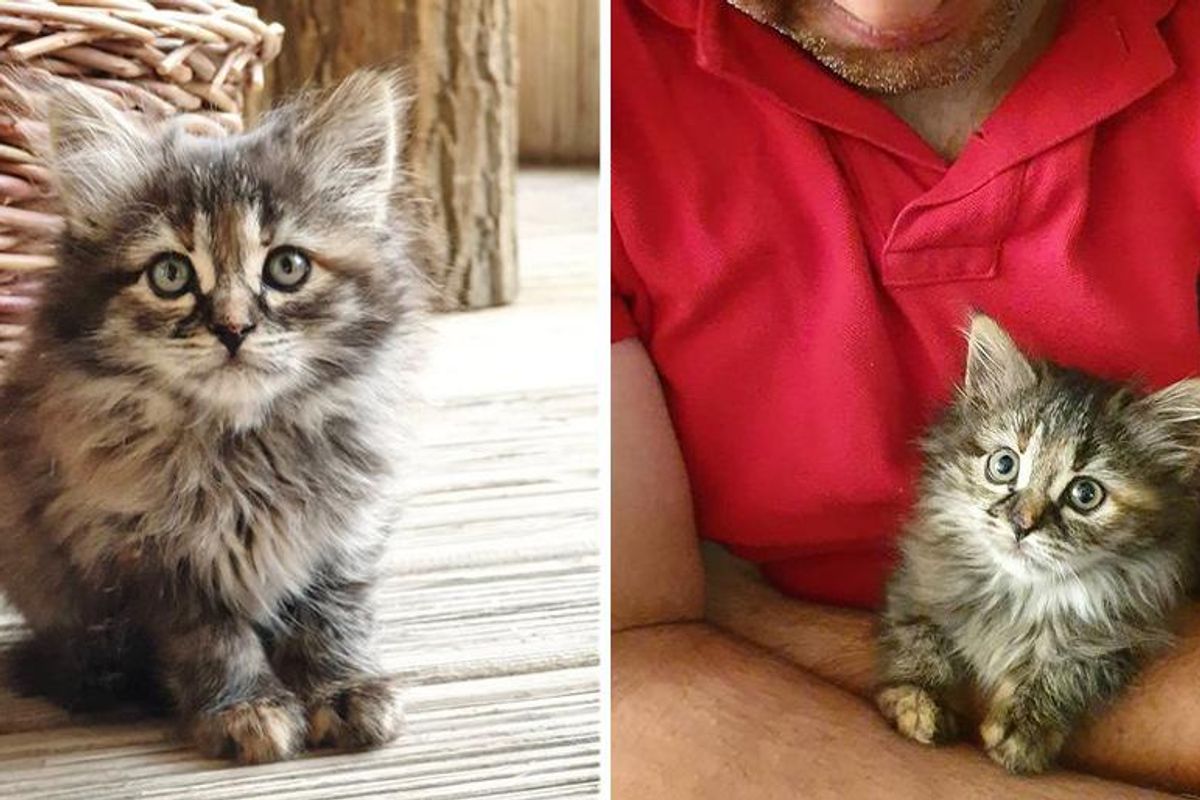 Kitten Found as an Orphan, Gets a Visit from Kind Family and Her Life is Turned Around