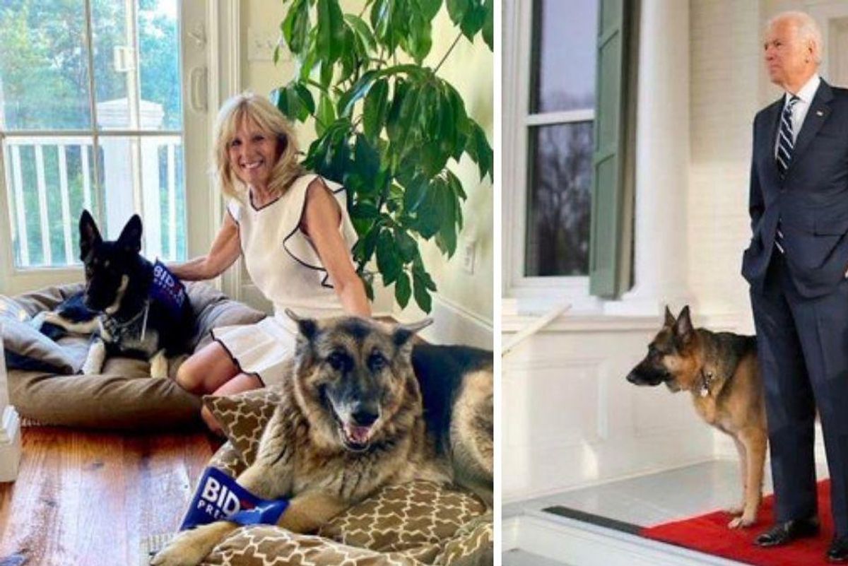 First Doggos Champ and Major have officially moved into the White House