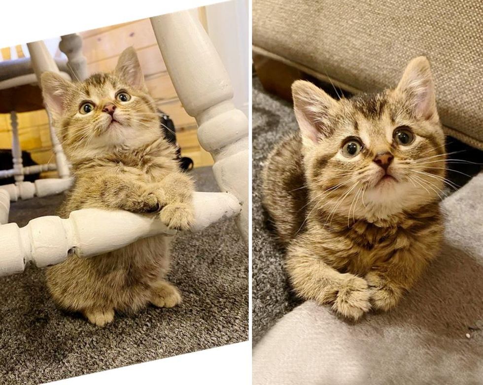 Gatita con patas dobladas decidida a vivir la vida al máximo Gatita con patas dobladas decidida a vivir la vida al máximo