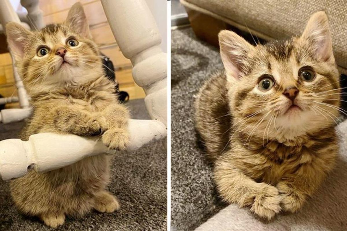 Kitten with Bent Paws Found on Farm with Her Brother, Determined to Live Life to the Fullest