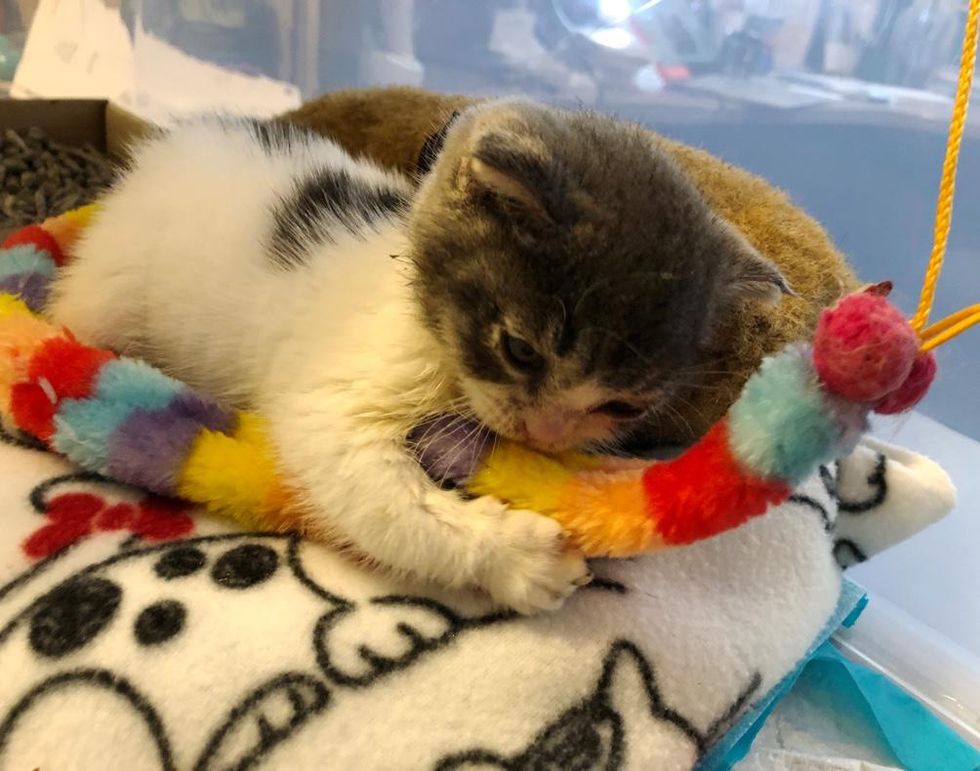 Kitten with Rare Condition Finds Grandpa Cat to Lean on After Being ...