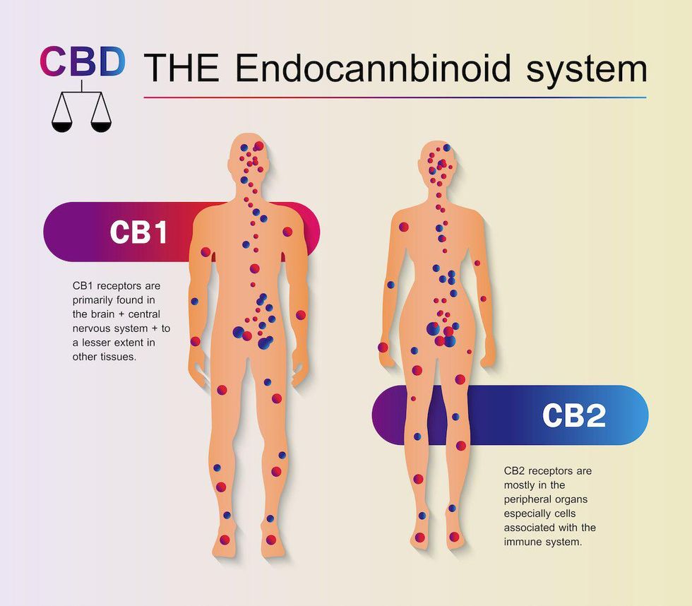 Chart Of CBD On Endocannabinoid System
