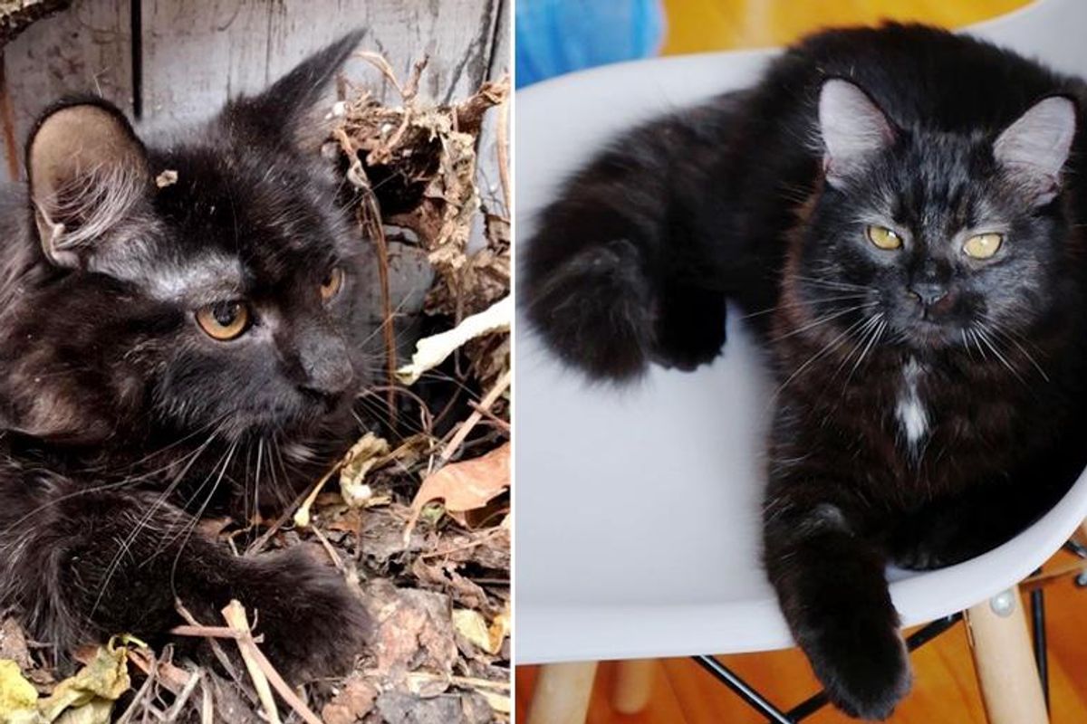 Kitten Found Hiding Under Leaves, Transforms into Confident, Gorgeous Cat with Help of Kind People