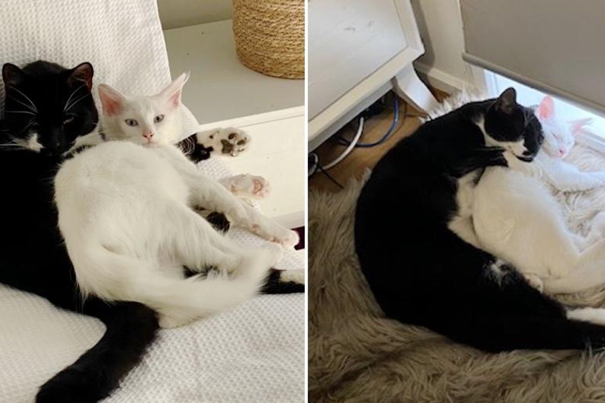 Kitten Follows Cat Home and Decides She is Never Leaving After Life on the Streets