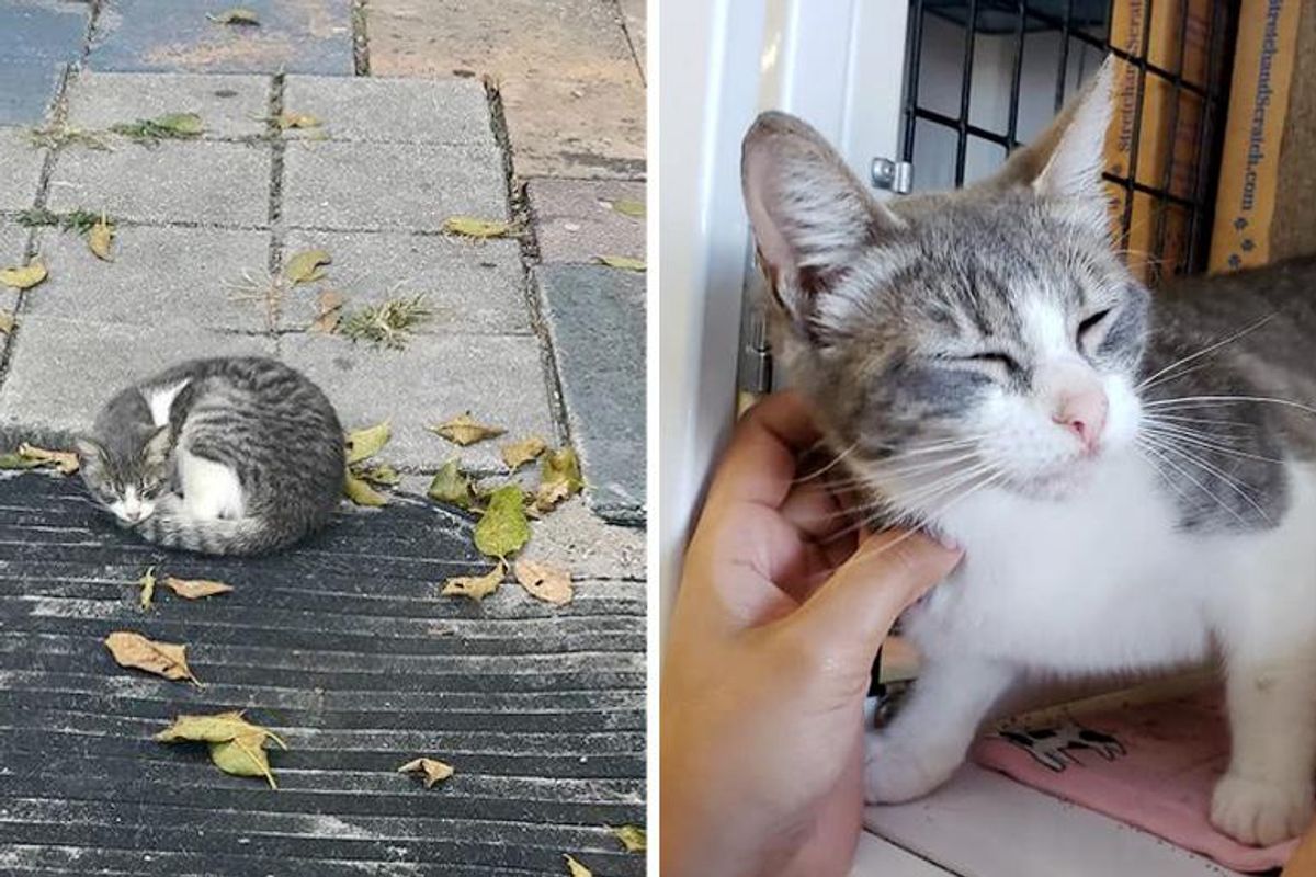 Kitten Found Sleeping Outside a House, is so Happy to Be Off the Streets and Hopes for Dream Home