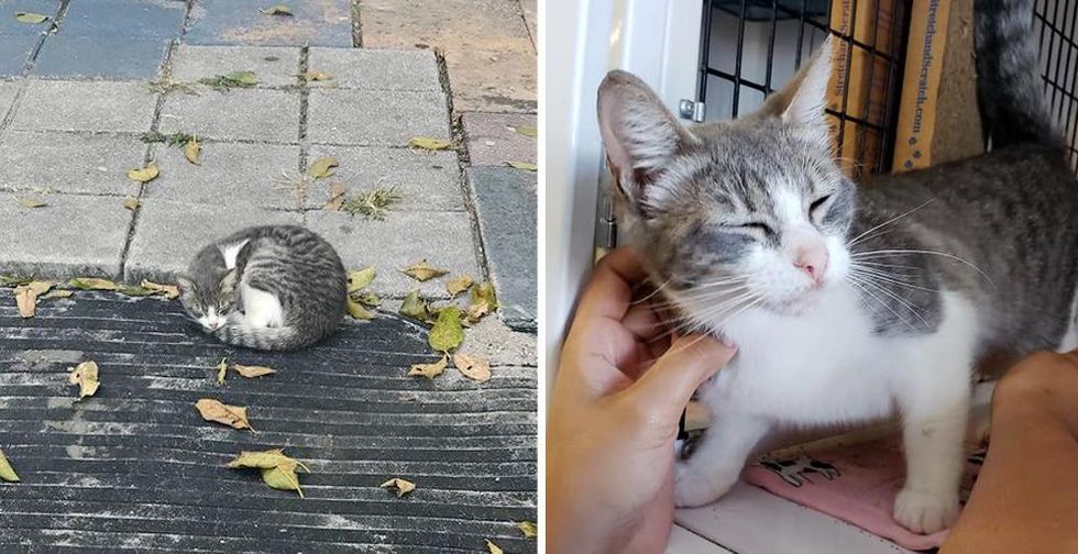 Kitten Found Sleeping Outside a House, is so Happy to Be Off the Streets and Hopes for Dream Home