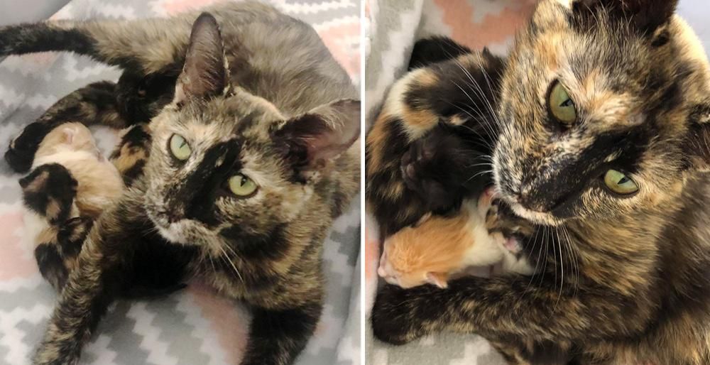 Tortoiseshell cat store found near me