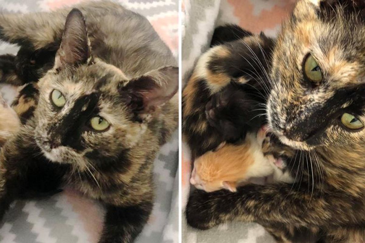Cat Found Covered in Snow and Ice, Got Her Kittens Help Just in Time So They Could Thrive