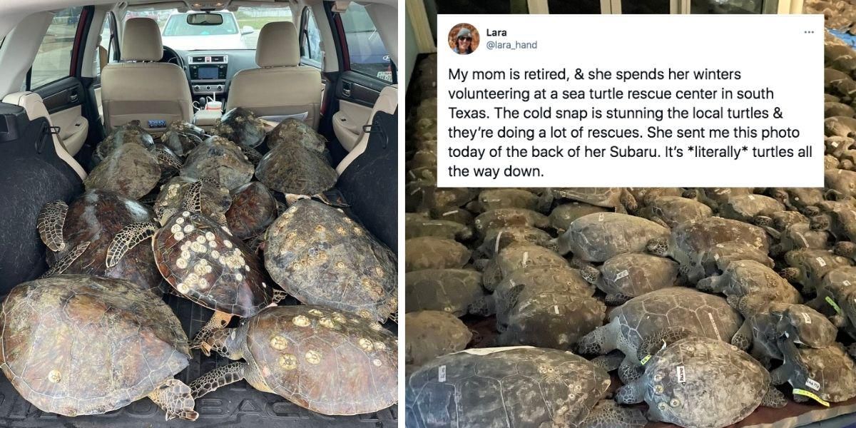 Dedicated volunteers rescue over 4,500 endangered sea turtles from frigid Texas waters