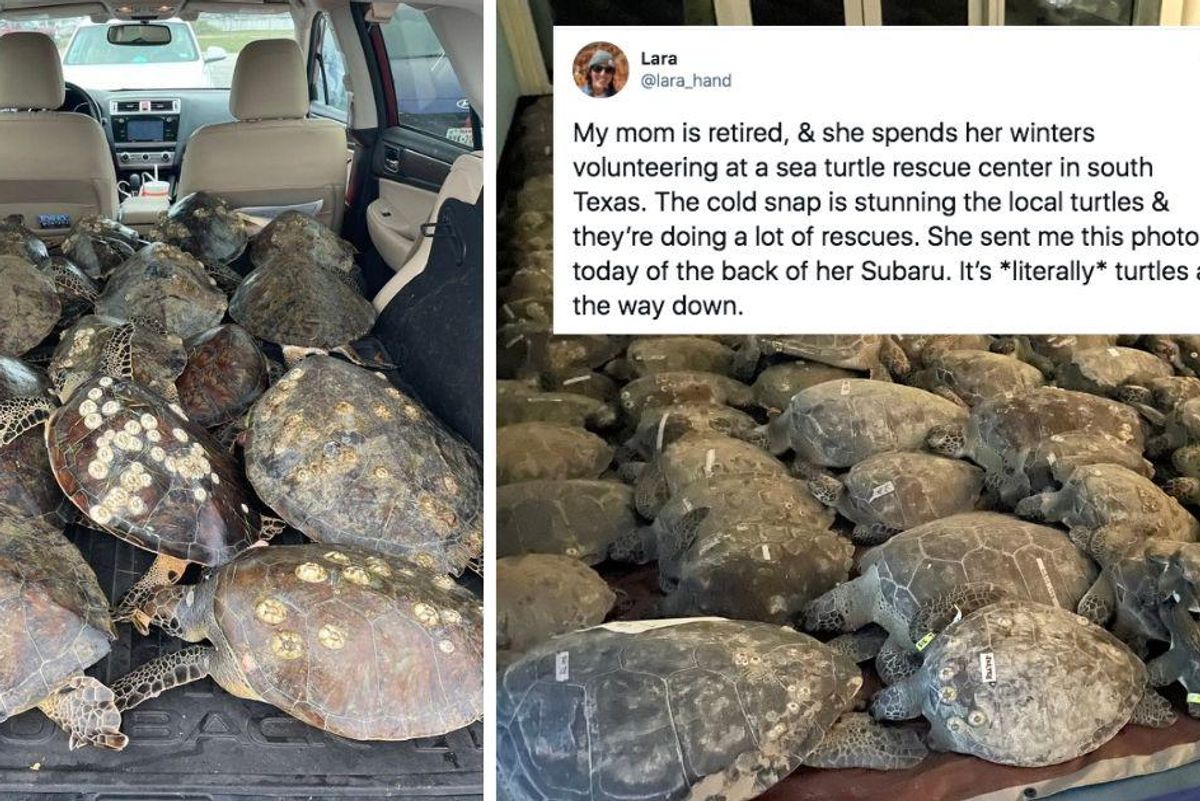 Dedicated volunteers rescue over 4,500 endangered sea turtles from frigid Texas waters