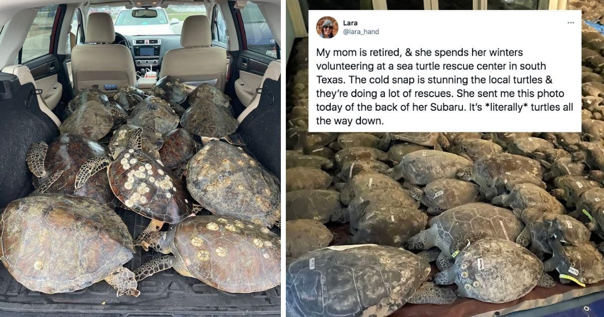 Dedicated volunteers rescue over 4,500 endangered sea turtles from frigid Texas waters