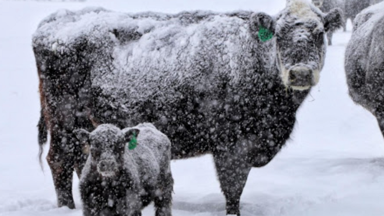 In Winter Storm, Saving The Calves Requires Tough (And Tender) People