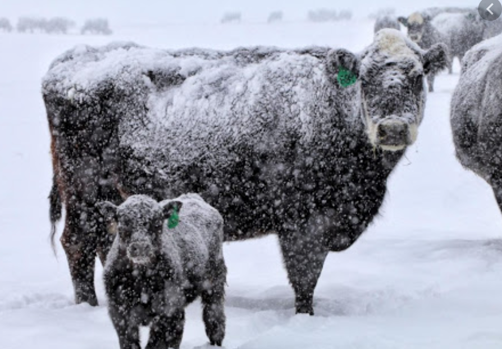In Winter Storm, Saving The Calves Requires Tough (And Tender) People