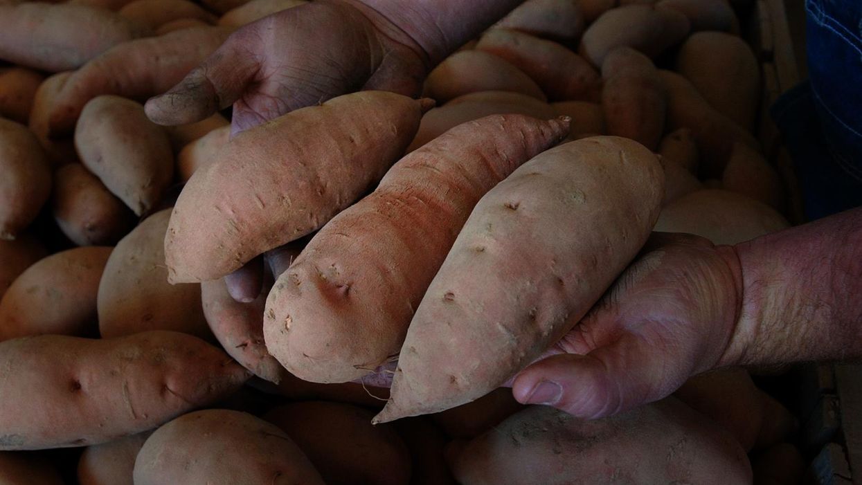What is the difference in sweet potatoes and yams?