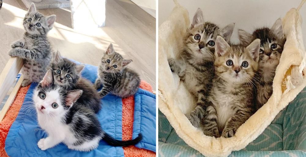 Kittens Rescued from the Cold, Befriended Cat that Needed a Buddy, Now