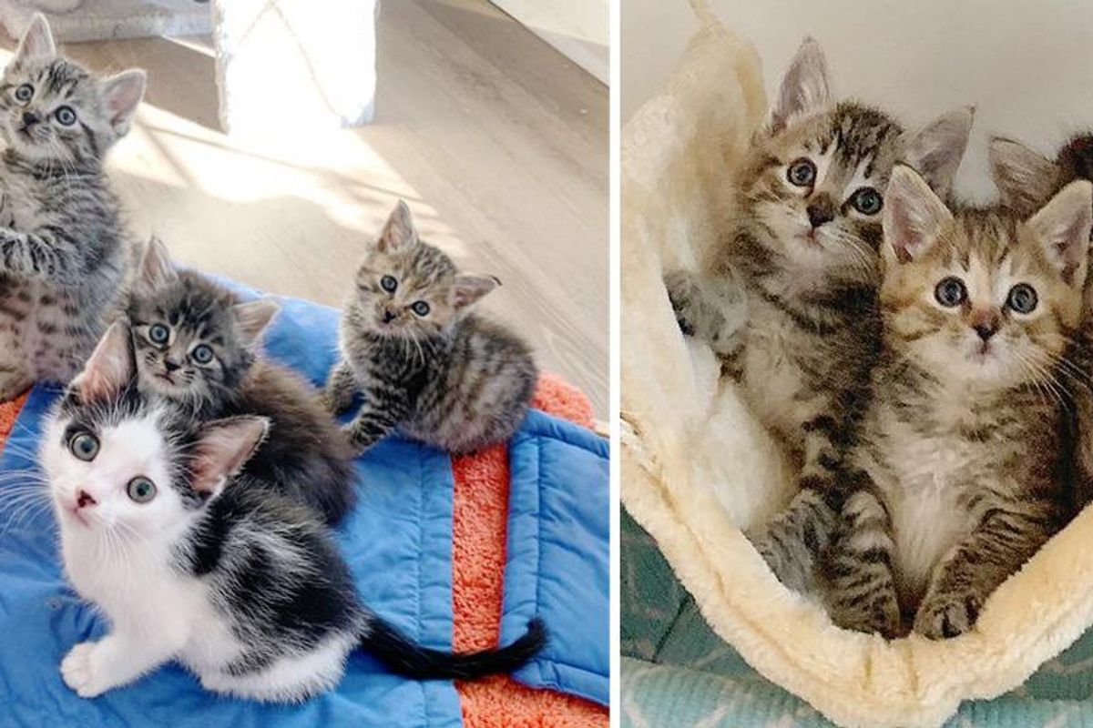 Kittens Rescued from the Cold, Befriended Cat that Needed a Buddy, Now They Have Their Dream Come True