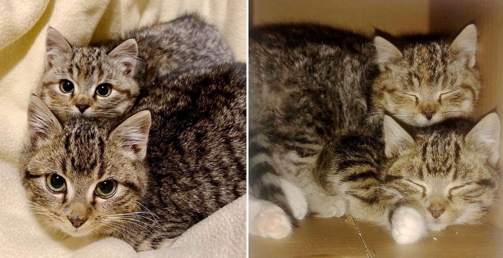 Kittens Found Playing in Family's Backyard on Snowy Day, Turn Out to Be Sweetest Pair