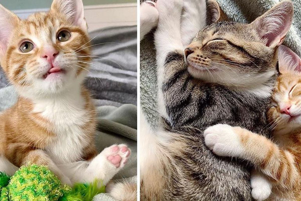 Kittens from Different Families Found Each Other and Decided They Would Never Be Apart
