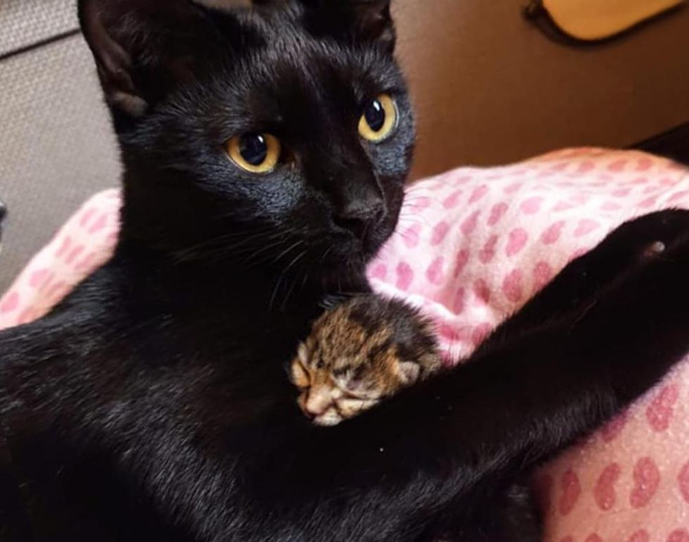 Kitten Bounces Back from Being So Tiny and Becomes Sweetest Friends ...