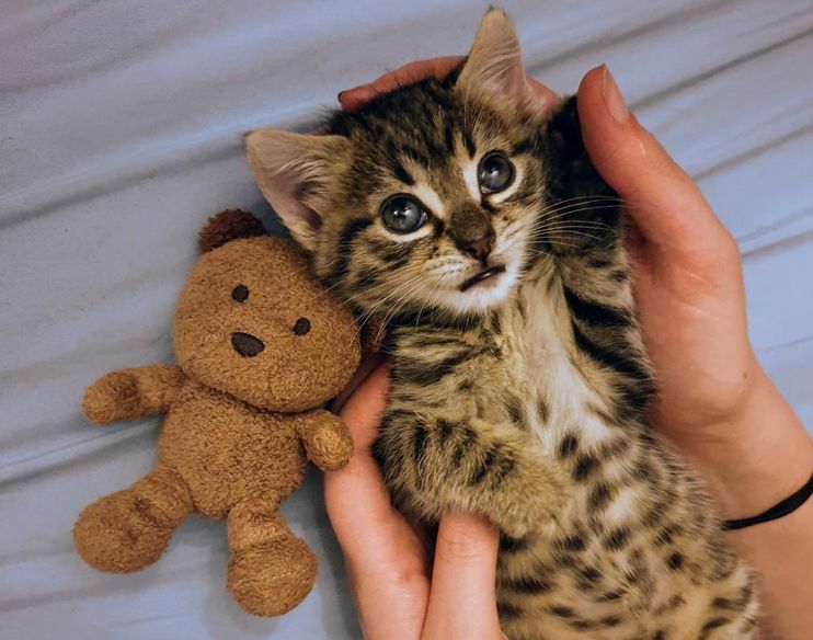 3 Orphaned Tiger Cubs Snuggle Up To Cuddly Toy Mum