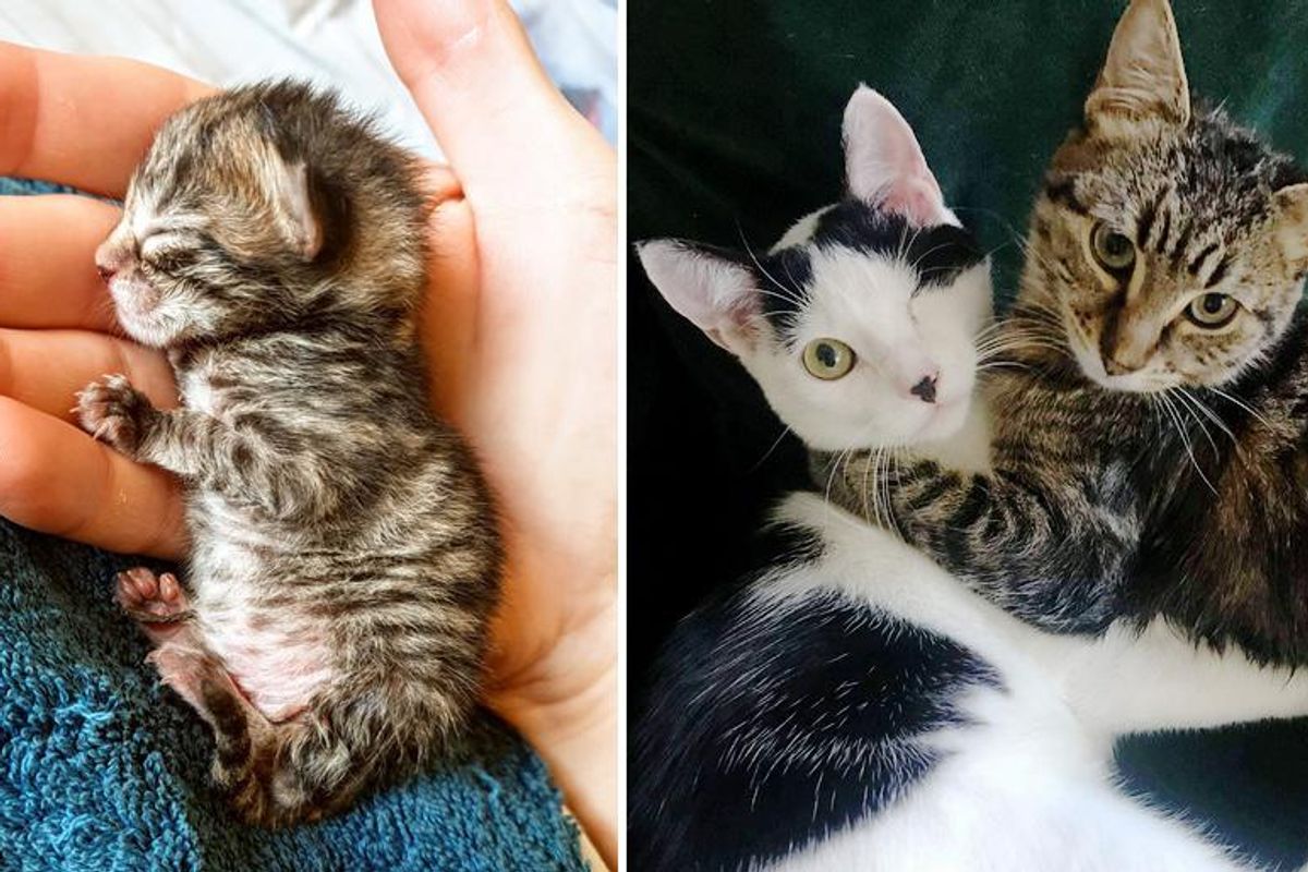 Kitten Bounces Back from Being So Tiny and Becomes Sweetest Friends with One-eyed Cat