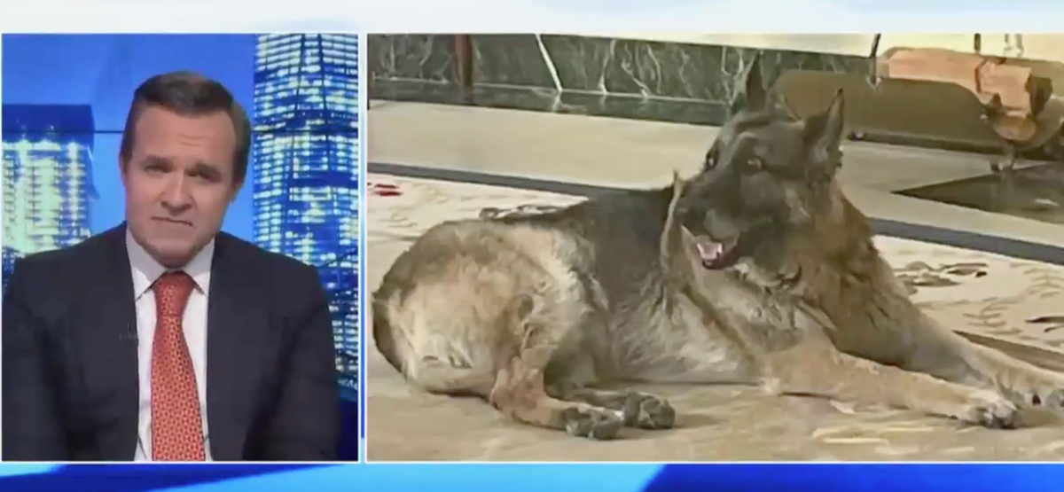 Newsmax Ripped After Segment Attacking Biden's Dog as 'From the Junkyard' and Not 'Presidential'