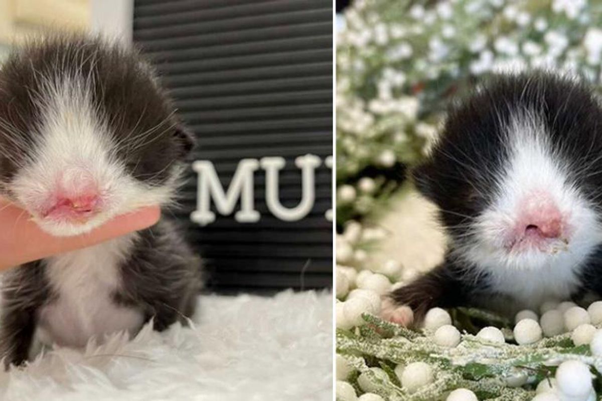 Kitten with Sweet Face is Given Fighting Chance and Determined to Thrive and Live Full Life
