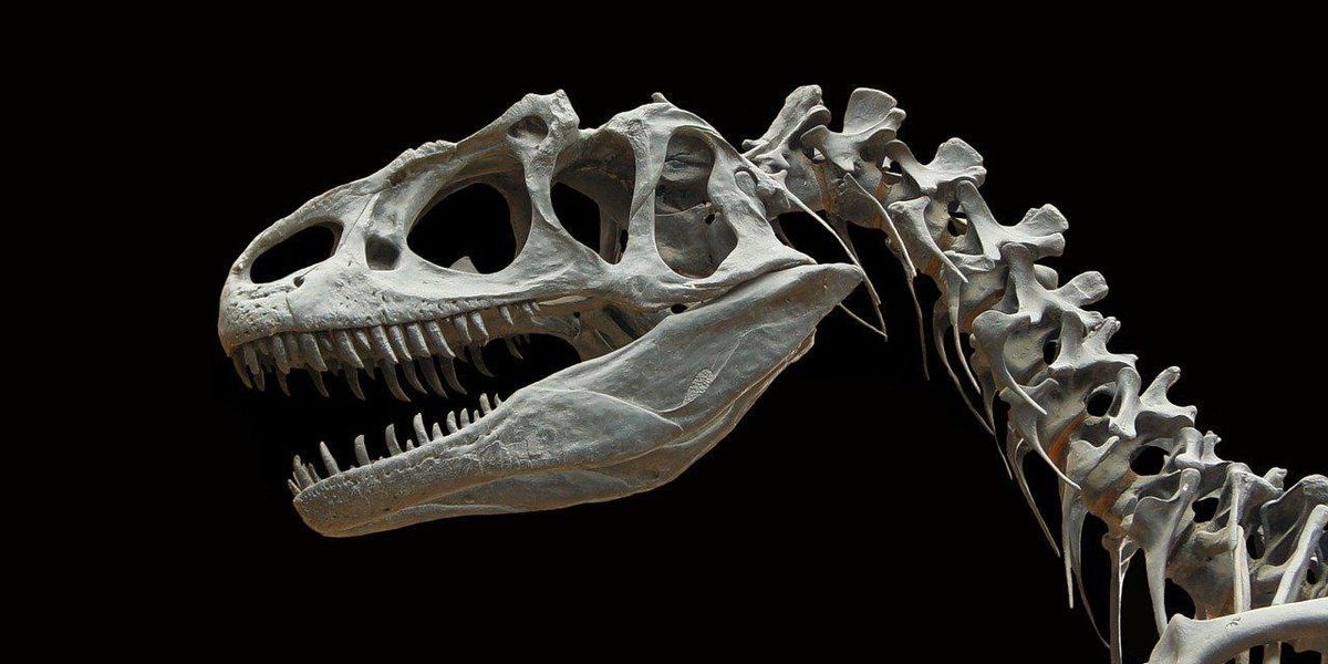 People Share The Coolest Dinosaur Facts They Know