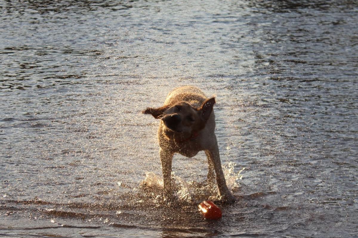 Dogs found sick after swimming in Lake Travis