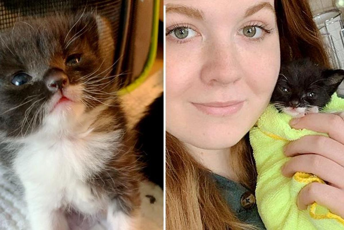 Kitten Found in Window Well Wins Over Family that Saved Him, and Blossoms into Beautiful Cat