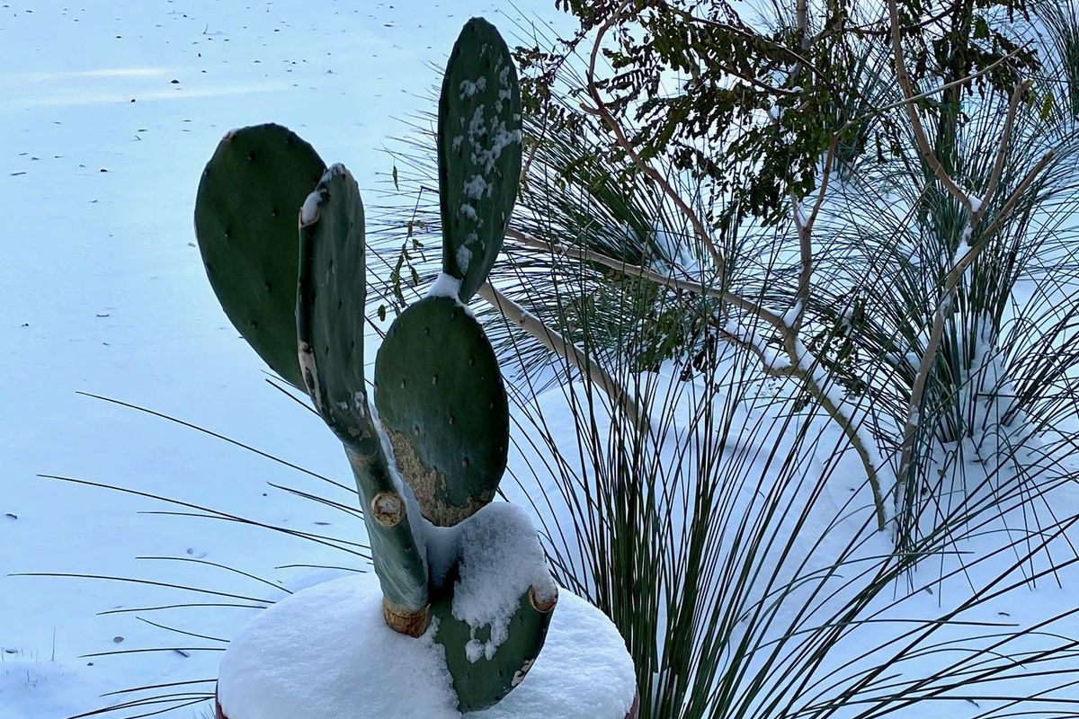 Rooting for them: How to revive your plants after the winter storm