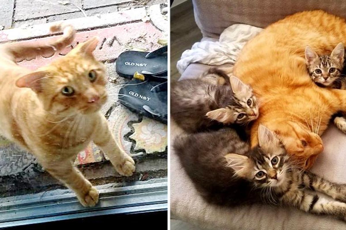 Cat with Airplane Ears Showed Up in Backyard, Now Cares for Every Foster Kitten that Comes Through the Door
