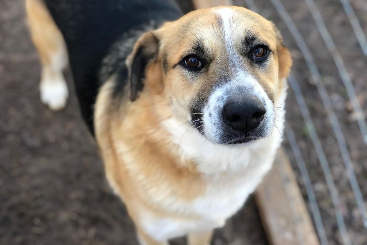 Upworthy fans have already helped save dozens of dogs displaced by the Texas storm