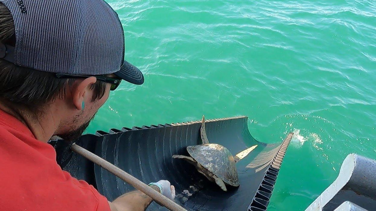 This video of cold-stunned sea turtles sliding back into the Gulf of Mexico is nothing but pure joy