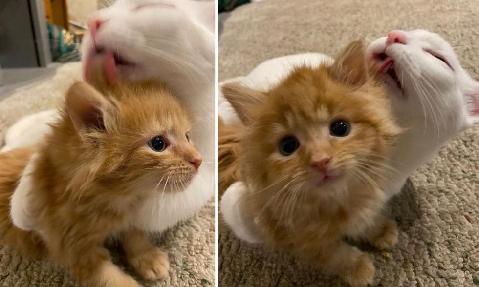 Kitten Born in Shelter as Only Baby, Learns to Be a Cat with Help from ...