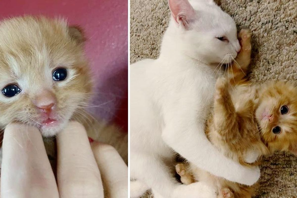 Kitten Born in Shelter as Only Baby, Learns to Be a Cat with Help from a Former Foster