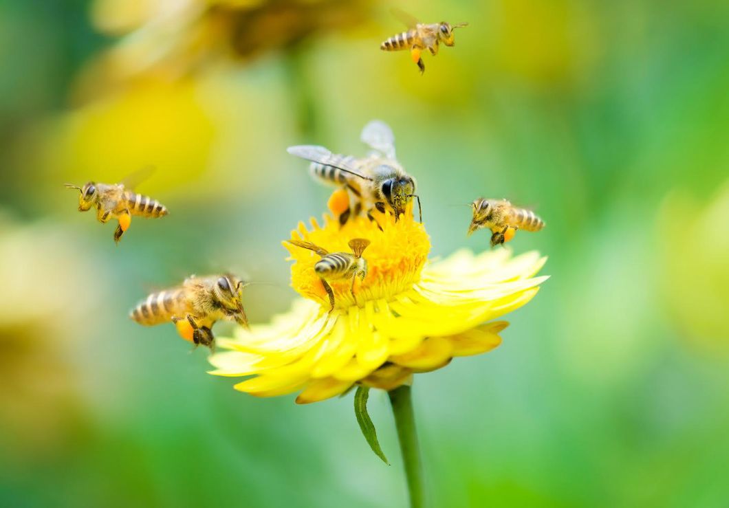 Igor Casapu: The Honey Bee Hero