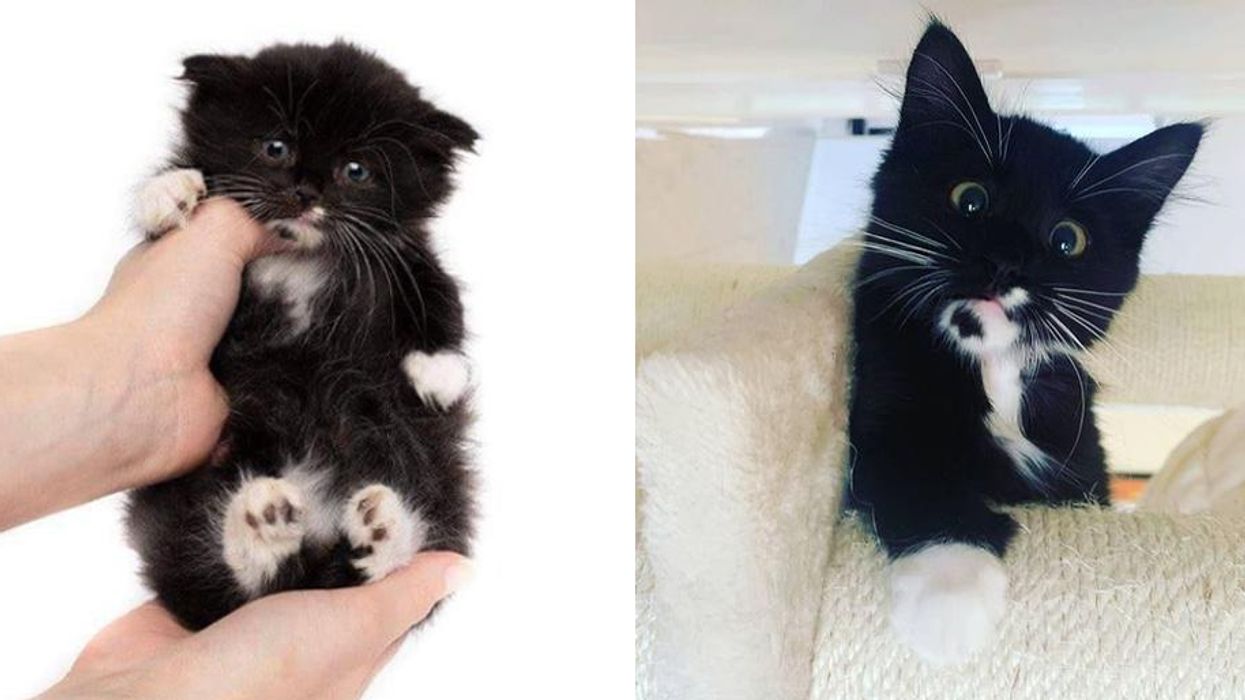 Kitten with Rare Condition Strives to Grow Big and Strong and Won't Let Anything Slow Him Down