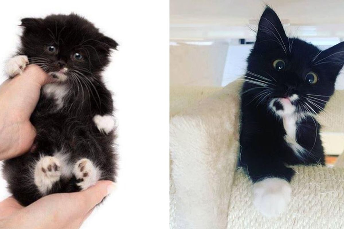 Kitten with Rare Condition Strives to Grow Big and Strong and Won't Let Anything Slow Him Down