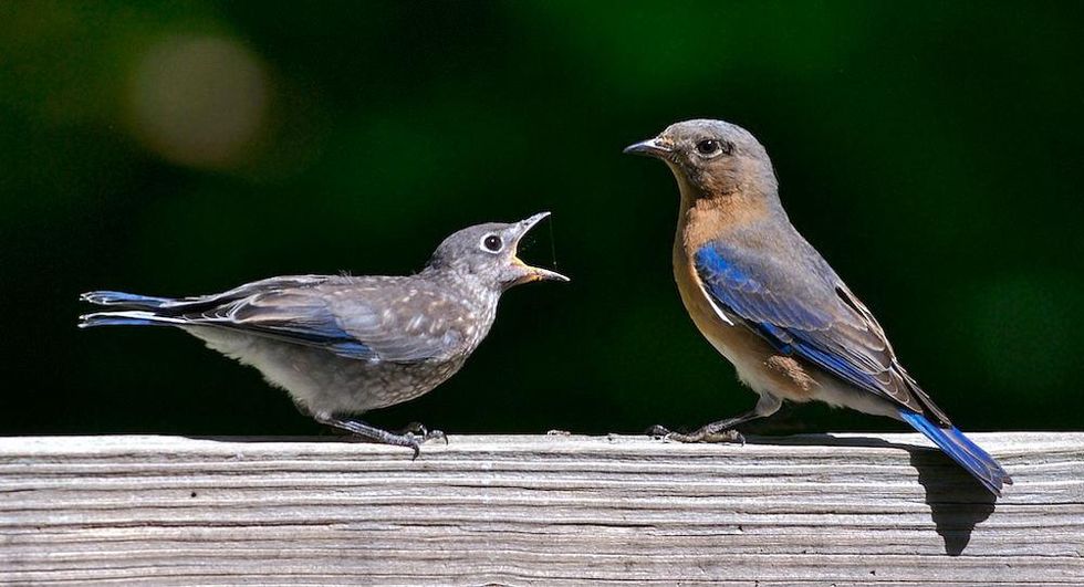 bluebirds