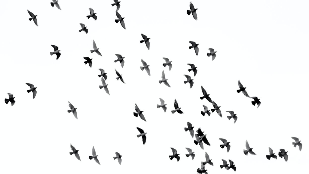Birds