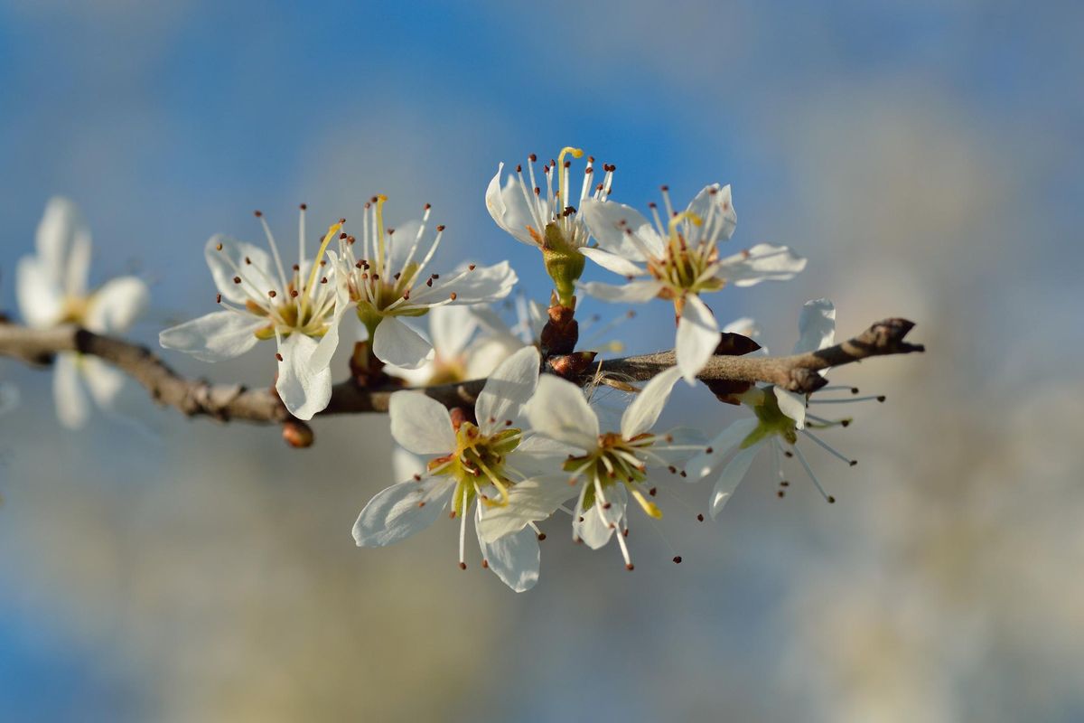 Sorpresa biancospino da corona di Gesù a toccasana cardiaco