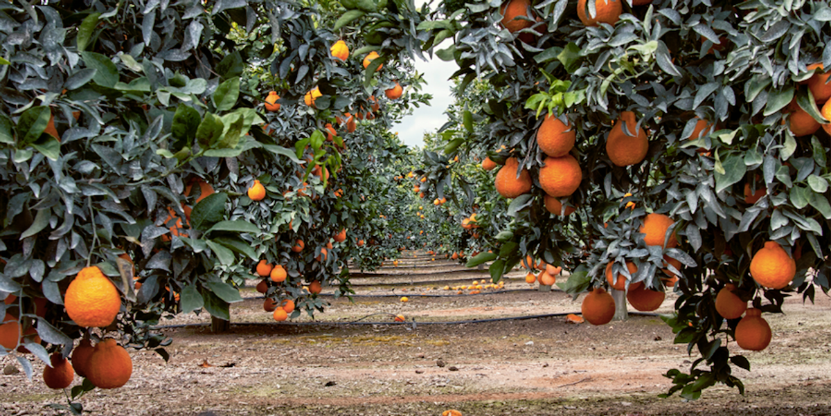 Sumo Citrus – Our Lomita Farm