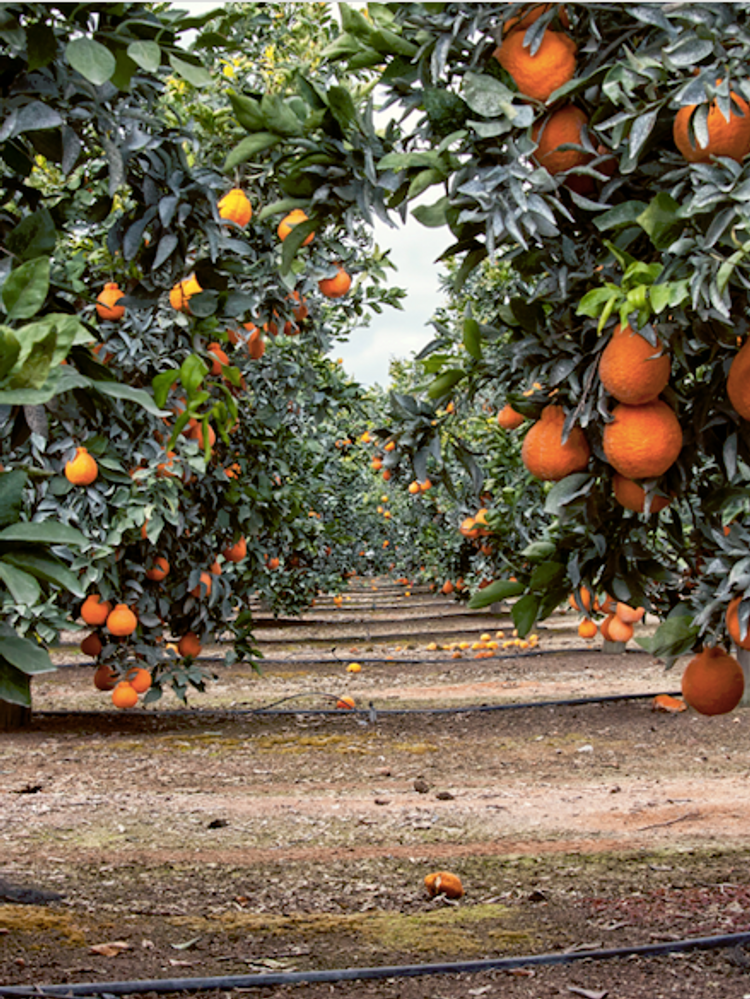 What Is A Sumo Citrus Orange? - Why Are Sumo Oranges So Expensive?