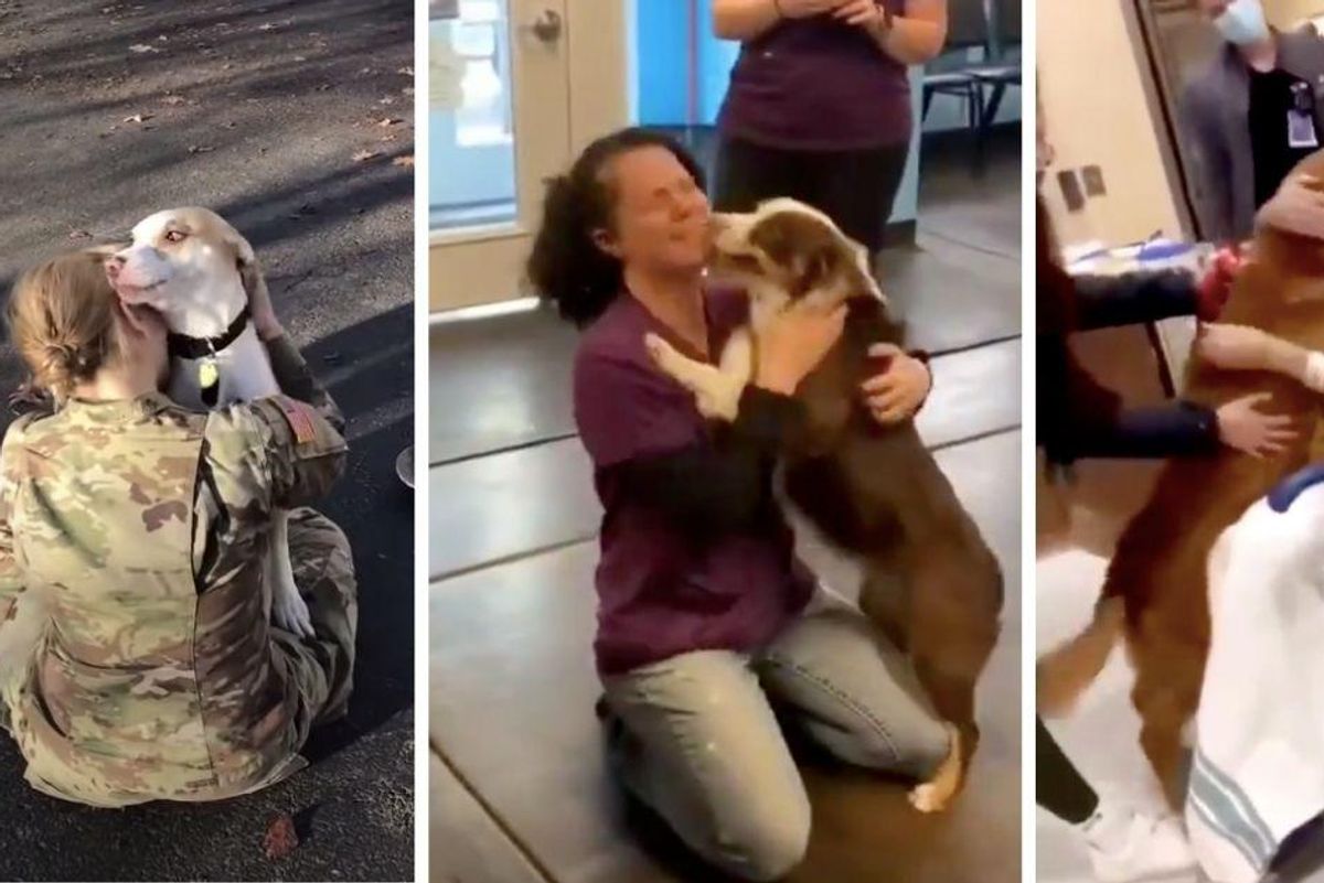 These images of Doggos being reunited with their favorite humans are a wave of pure joy
