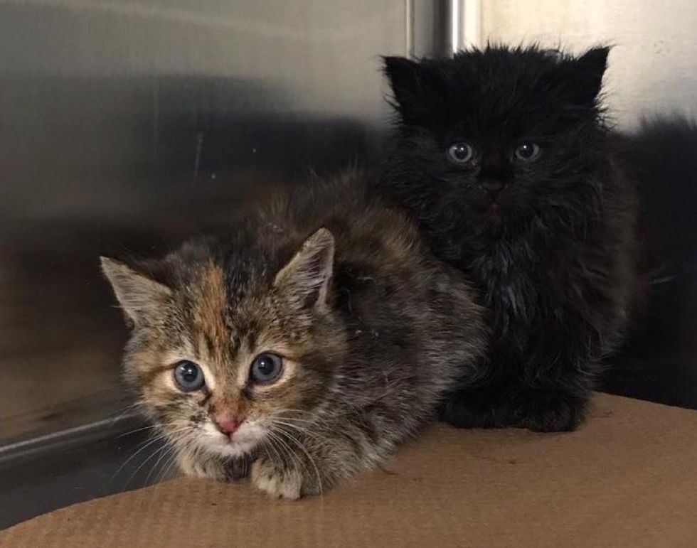 Kittens Found Near Park as Inseparable Duo, Blossom into Beautiful Cats