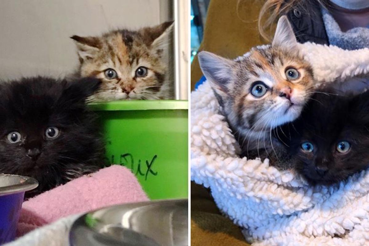 Kittens Found Near Park as Inseparable Duo, Blossom into Beautiful Cats As They Find Dream Home Together