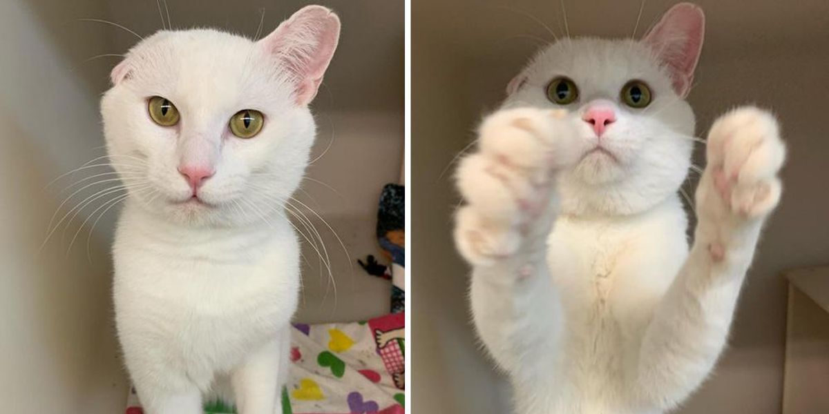 Kitten with One Ear Waves at Visitors to Notice Him and Hops His Way ...