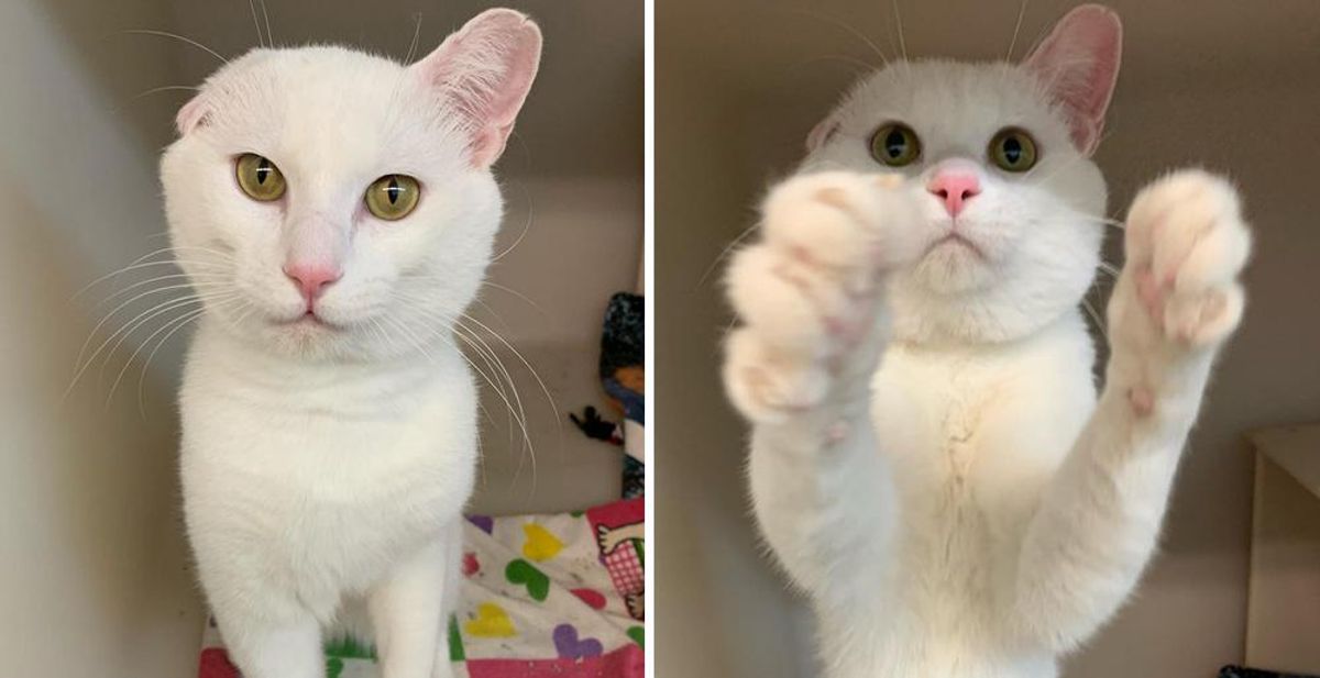 Kitten with One Ear Waves at Visitors to Notice Him and Hops His Way into Family's Heart
