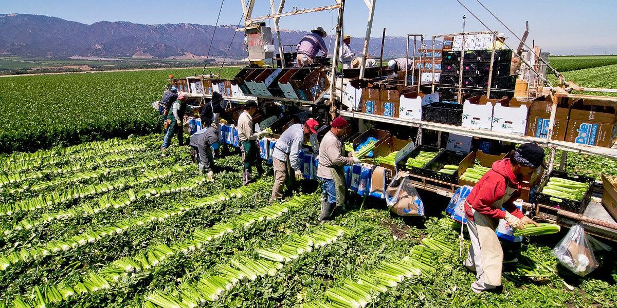 California farmworkers